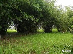 青青青草国产免费  第3张