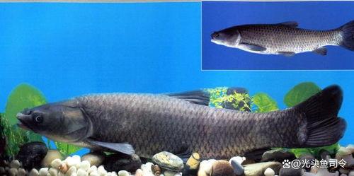 青鱼视频国产,青鱼视频引领国产短视频新潮流  第2张